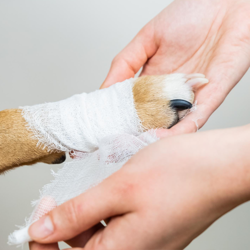 Dog Paw Wrap
